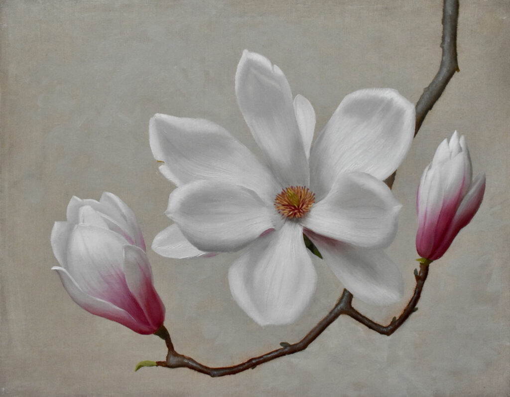 Johnston,-Brendan,-Blooming-Magnilias-II,-11__x14__,-Oil-on-Panel,-$1,200,