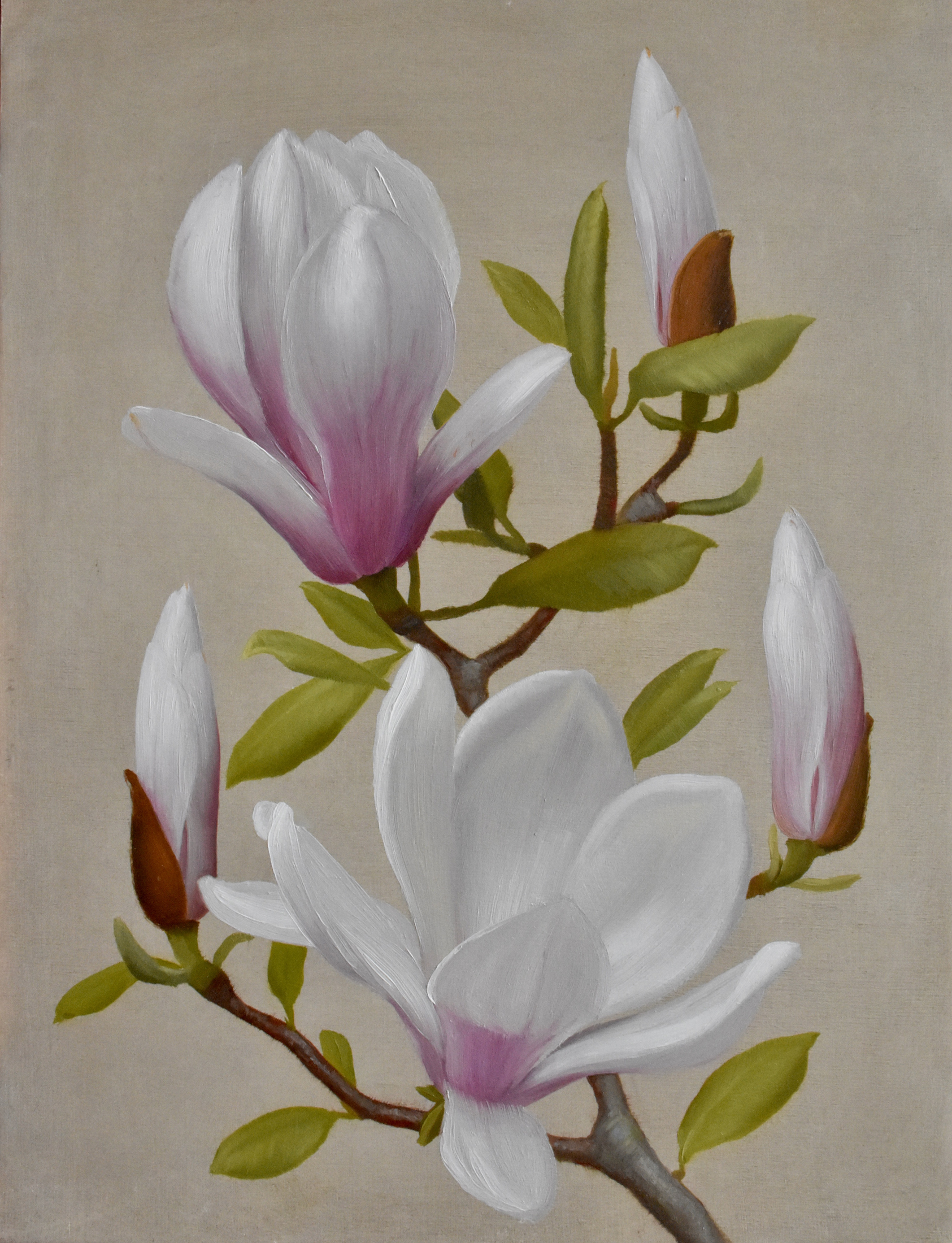 Johnston, Brendan low res Blooming Magnolias, 12 x 9_oil on panel $950